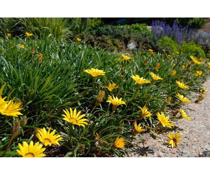 Colorado Gold Gazania